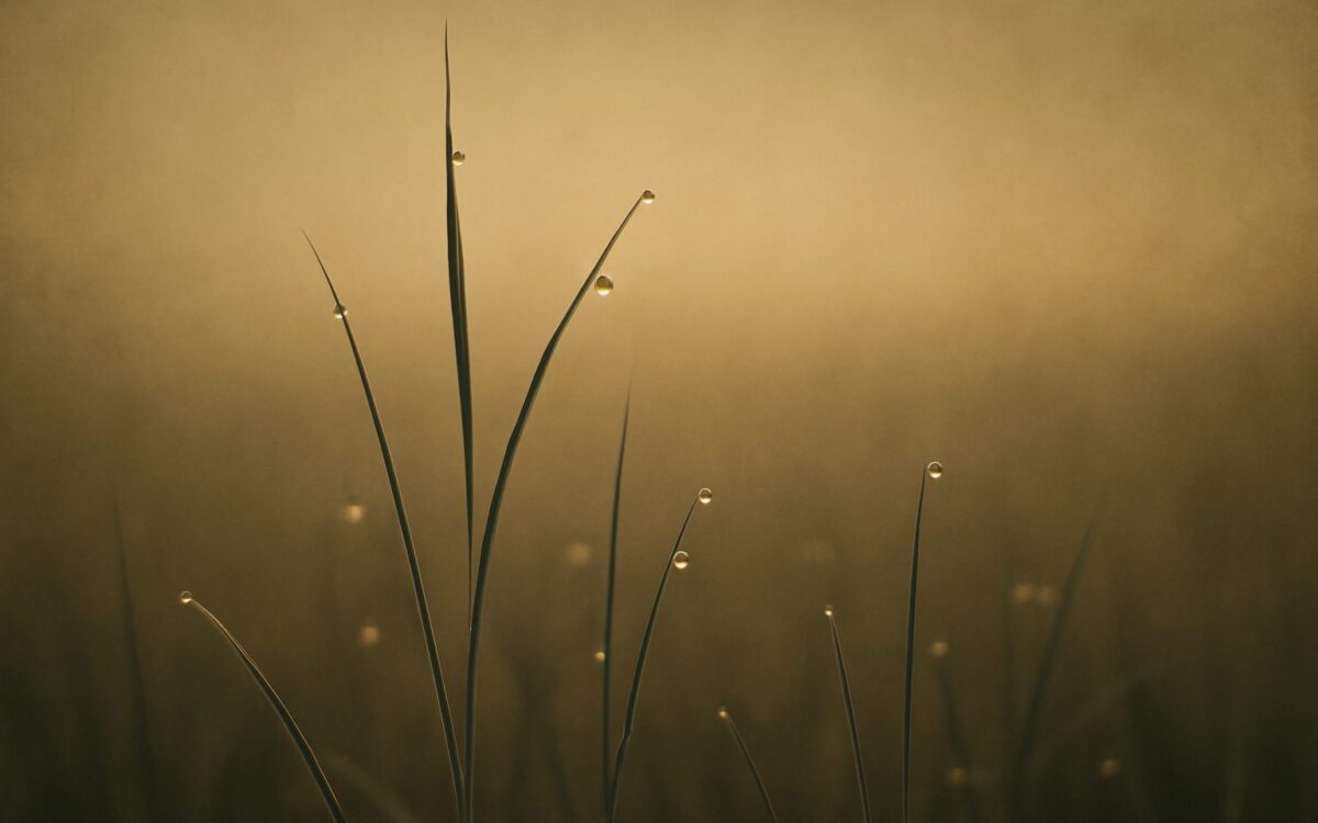 Dew on grass at dawn, evoking the Wood Rabbit (Yi Mao) year and its meaning