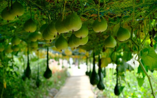 葫芦风水：葫芦的寓意、铁拐李的药葫芦与摆放方位